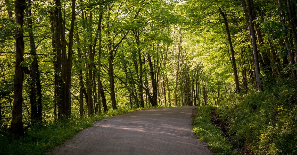 wooded scene from Athens Ohio